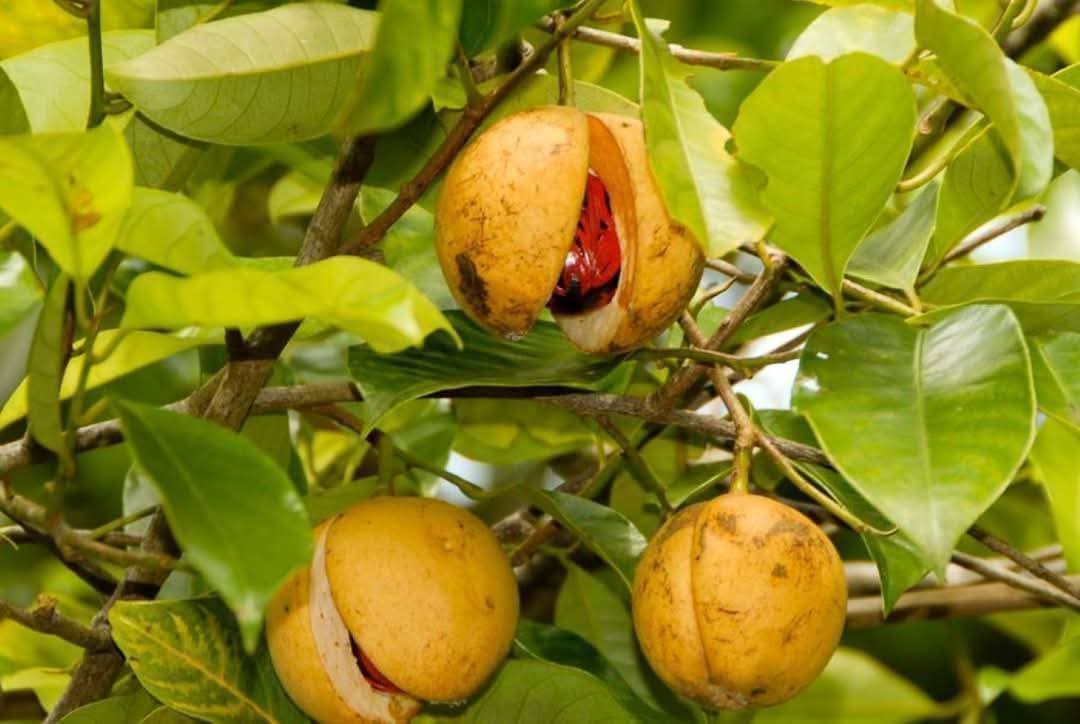 Retail opportunities